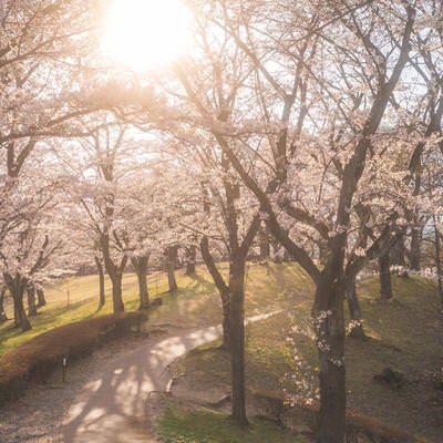桜並木の坂道と逢瀬公園の写真