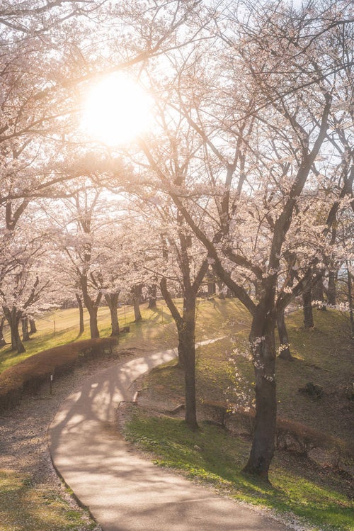 桜並木の坂道と逢瀬公園の写真