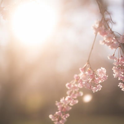 夕陽の中の桜（逢瀬公園）の写真