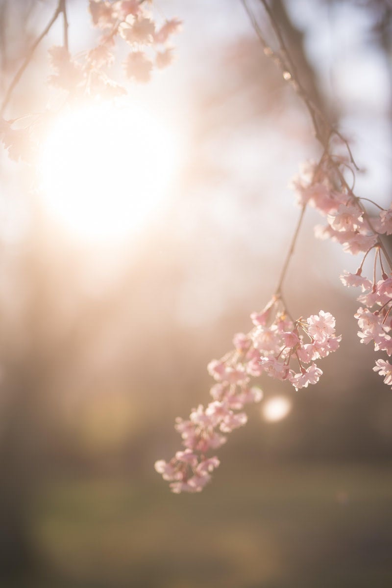 「夕陽の中の桜（逢瀬公園）」の写真