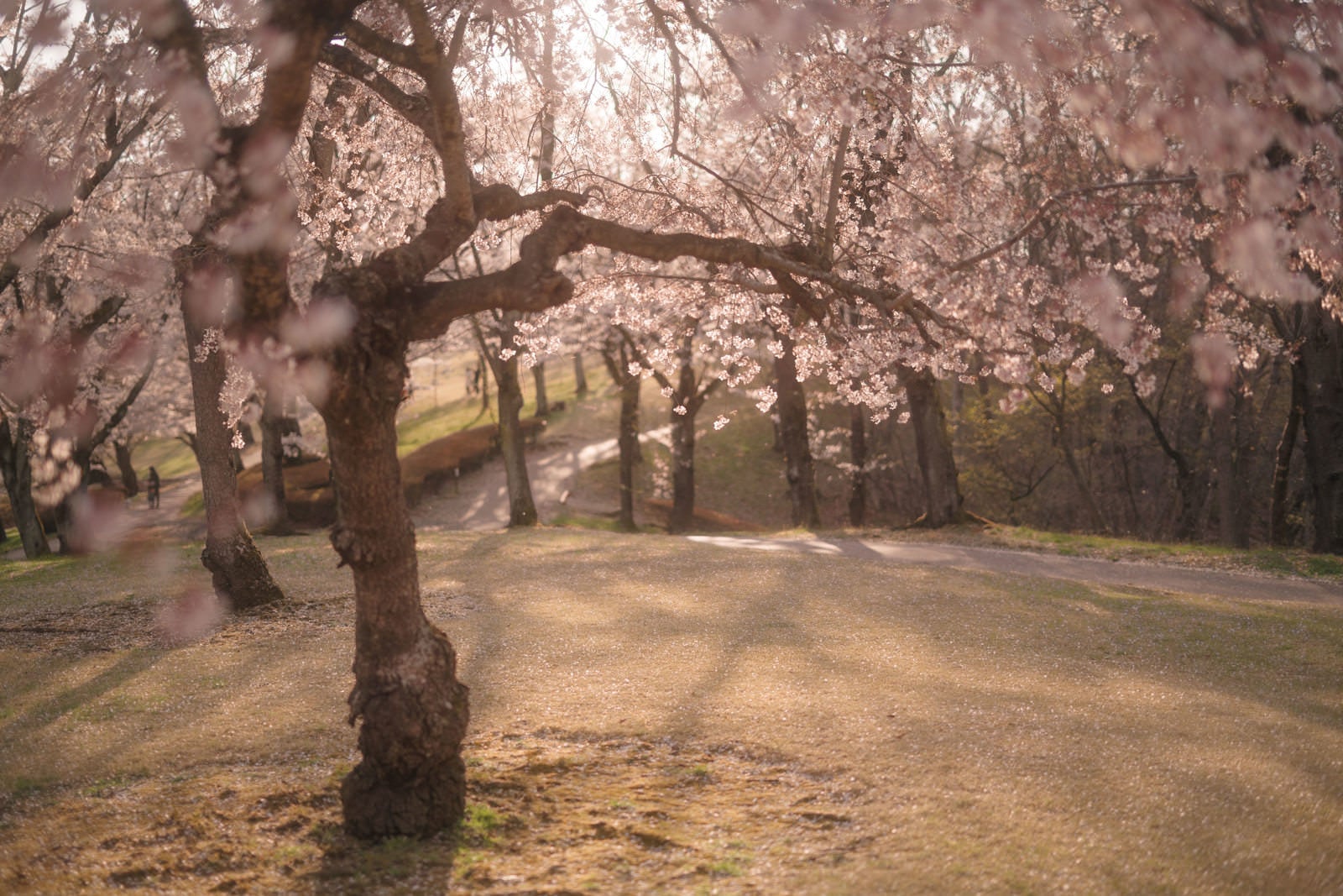 「夕暮れ時の逢瀬公園の桜」の写真
