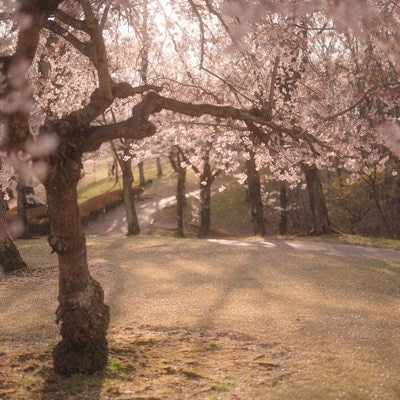 夕暮れ時の逢瀬公園の桜の写真