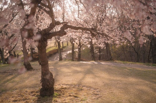 夕暮れ時の逢瀬公園の桜の写真