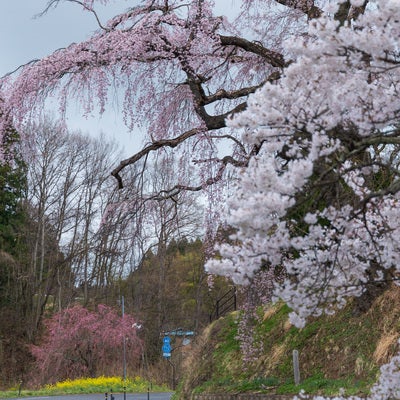 雨で濡れた伊勢桜の写真