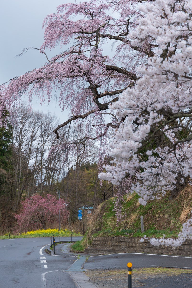 「雨で濡れた伊勢桜」の写真