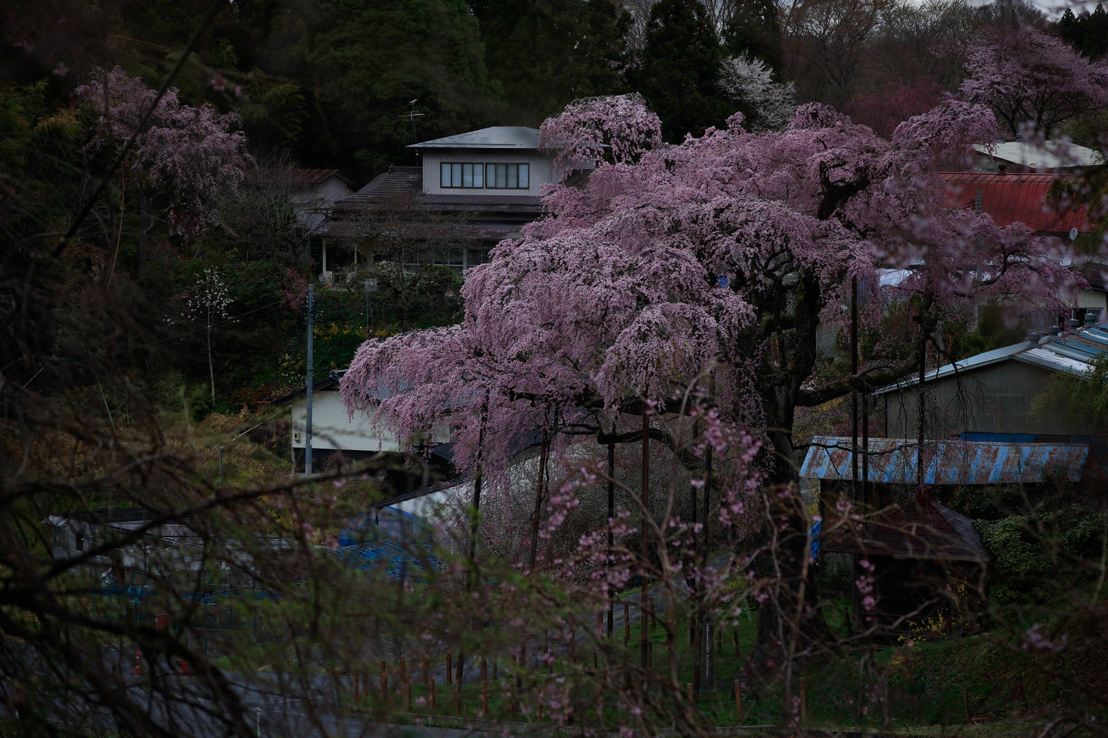 「民家の中に佇む桜（紅枝垂地蔵桜）」の写真