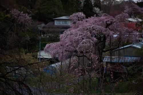 民家の中に佇む桜（紅枝垂地蔵桜）の写真