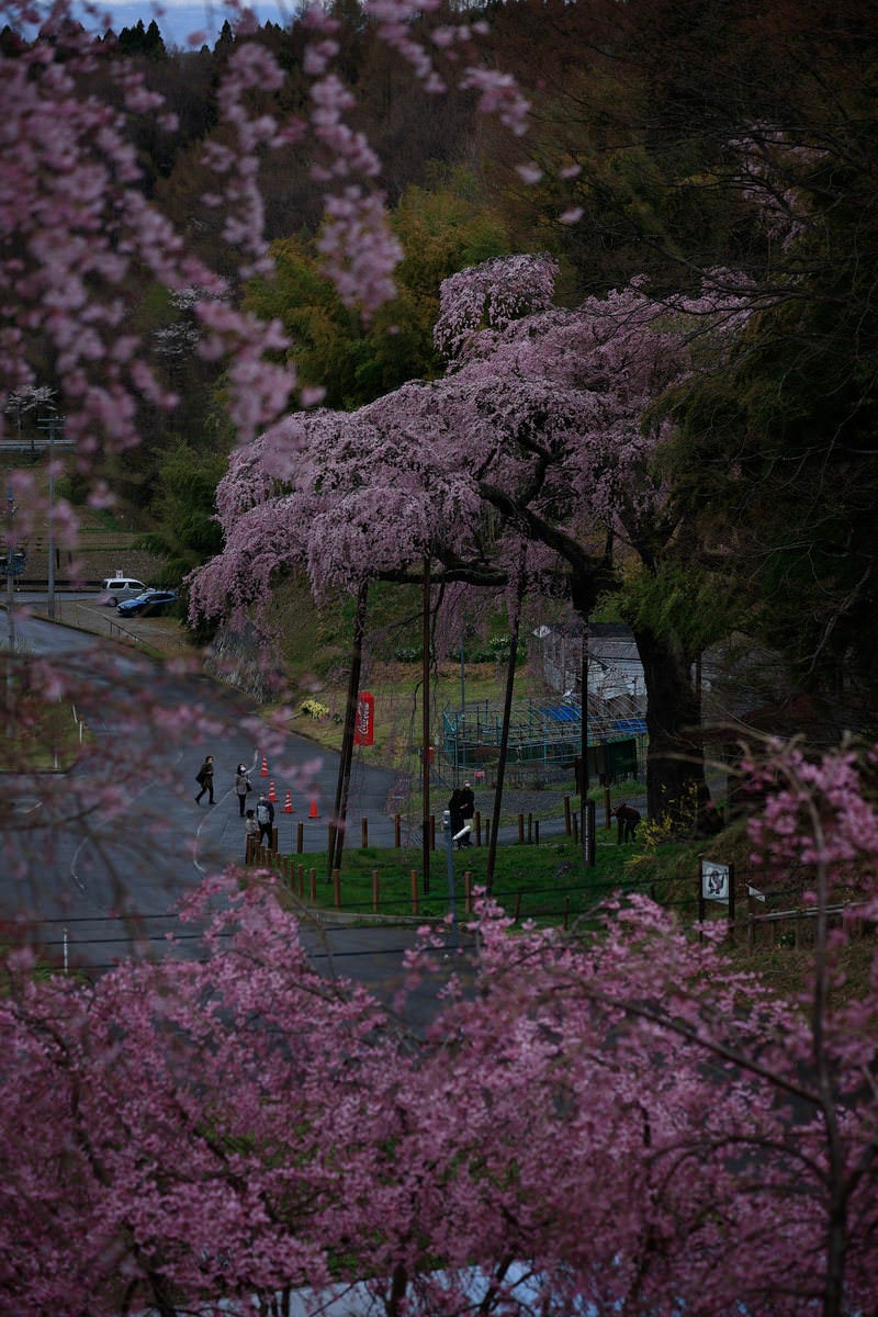 日没後に訪れた紅枝垂地蔵桜