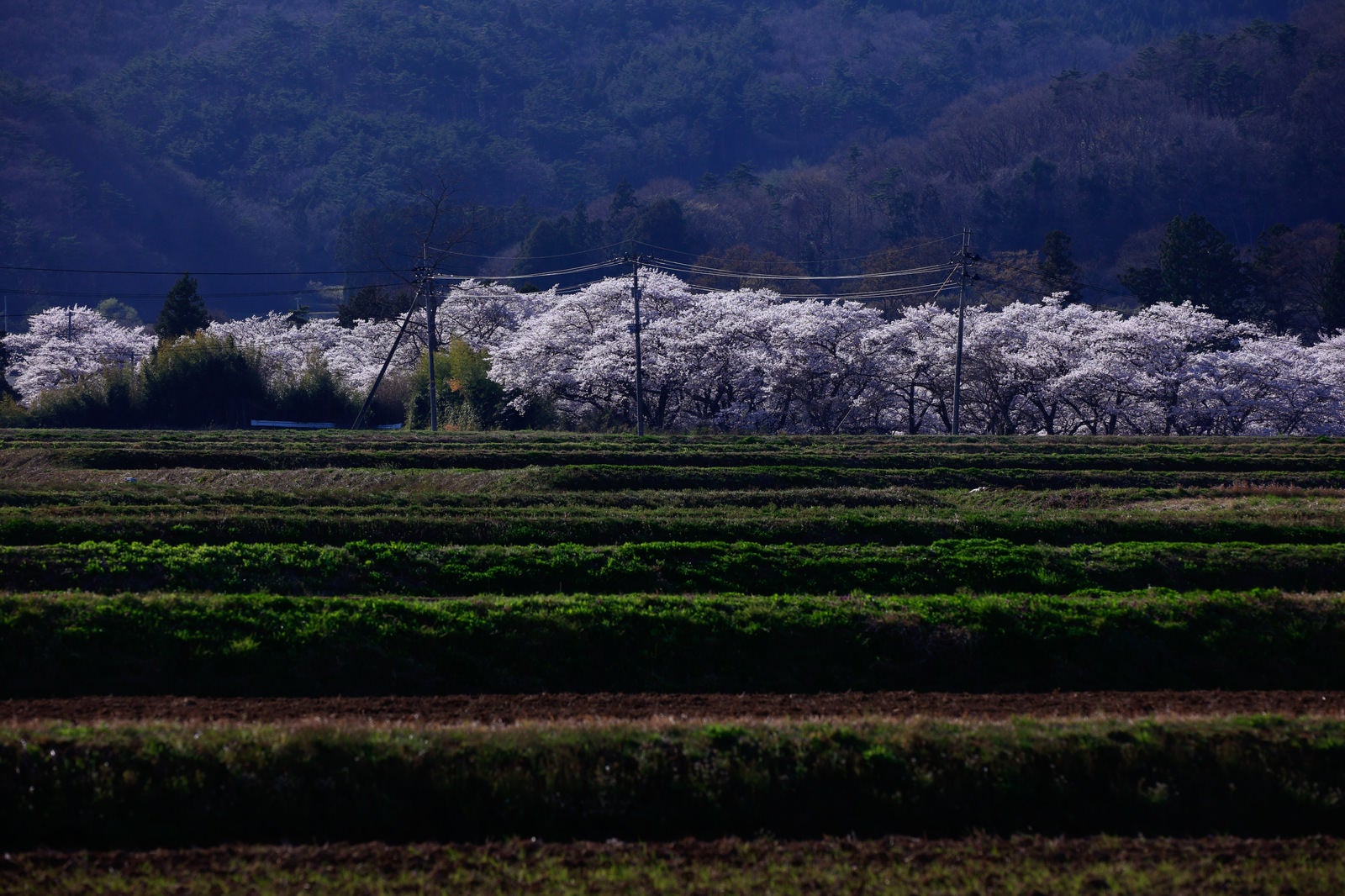 「棚田の奥に望む笹原川の千本桜」の写真