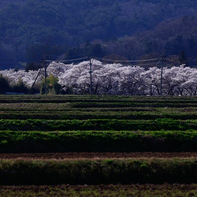 棚田の奥に望む笹原川の千本桜の写真
