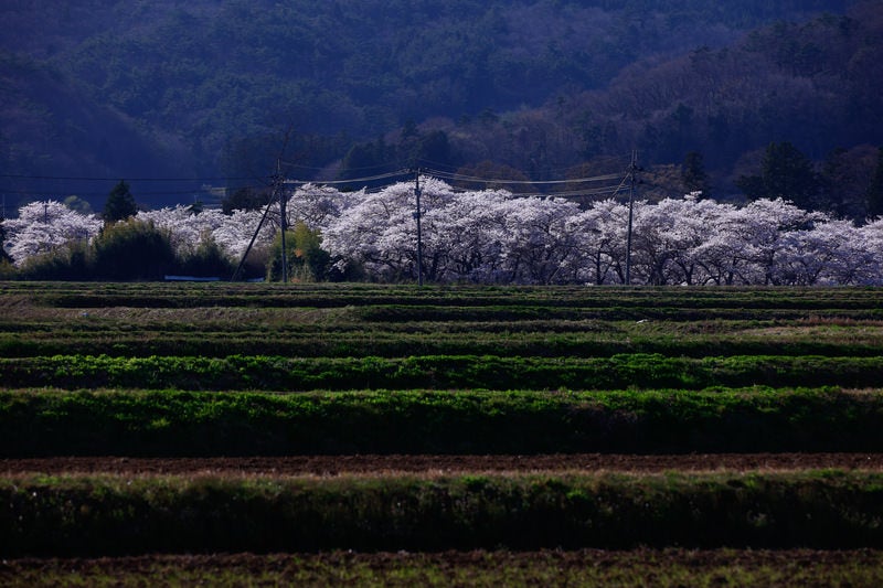 棚田の奥に望む笹原川の千本桜の写真