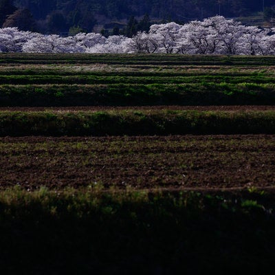 棚田と笹原川の千本桜の写真