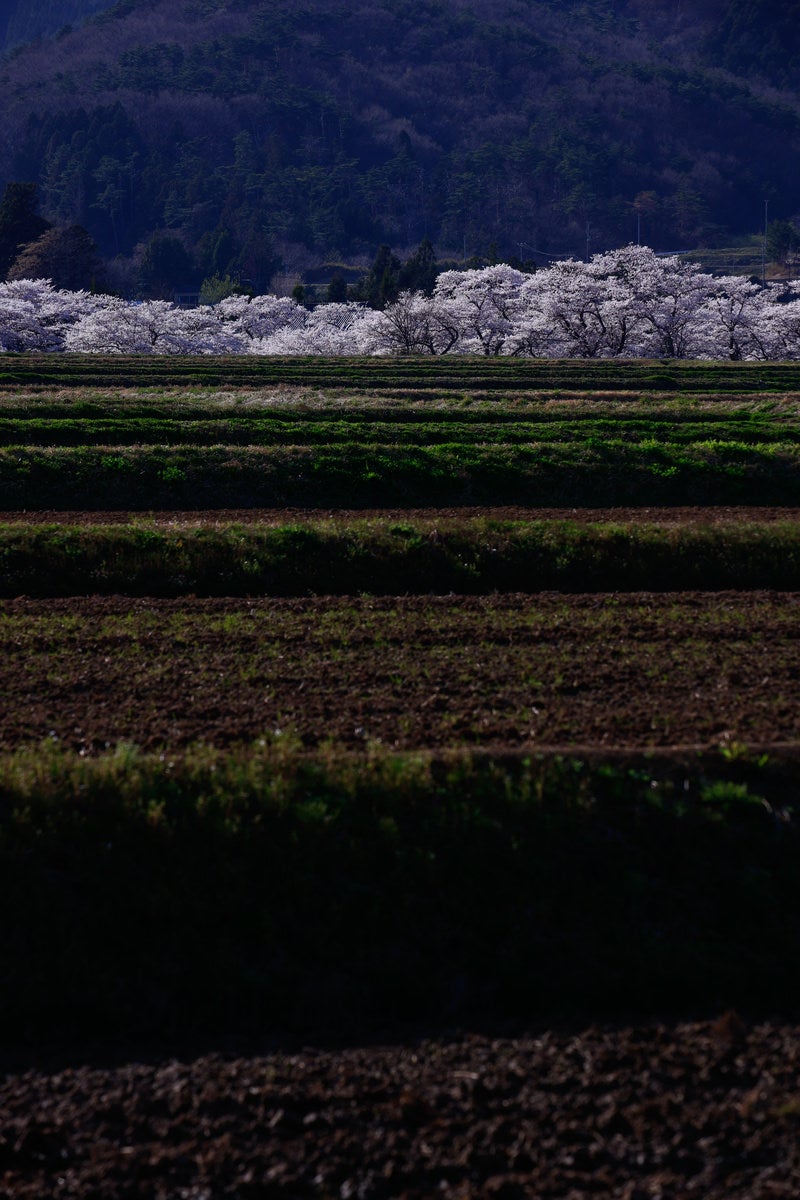 「棚田と笹原川の千本桜」の写真