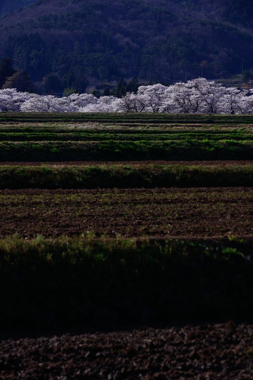 棚田と笹原川の千本桜の写真