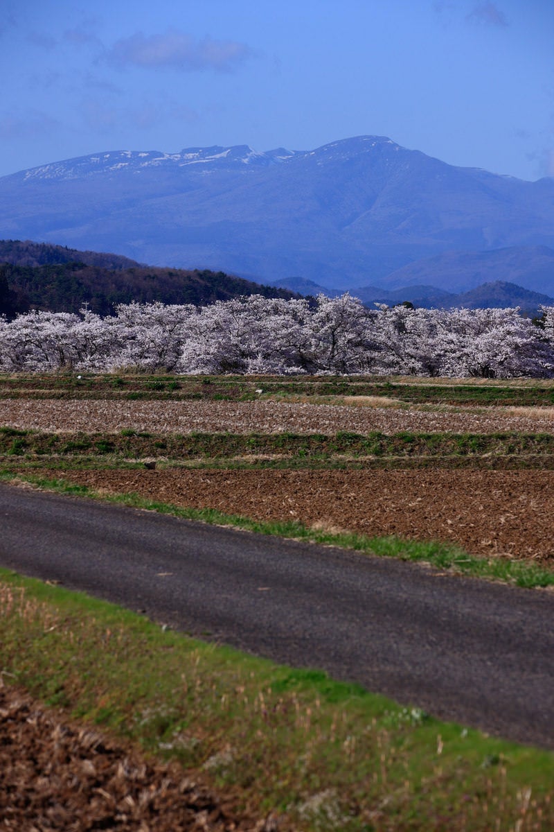 「遠景の山と笹原川の千本桜」の写真