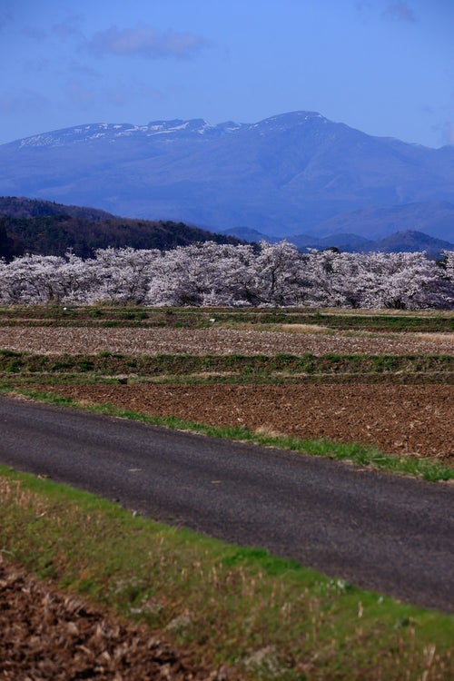 遠景の山と笹原川の千本桜の写真