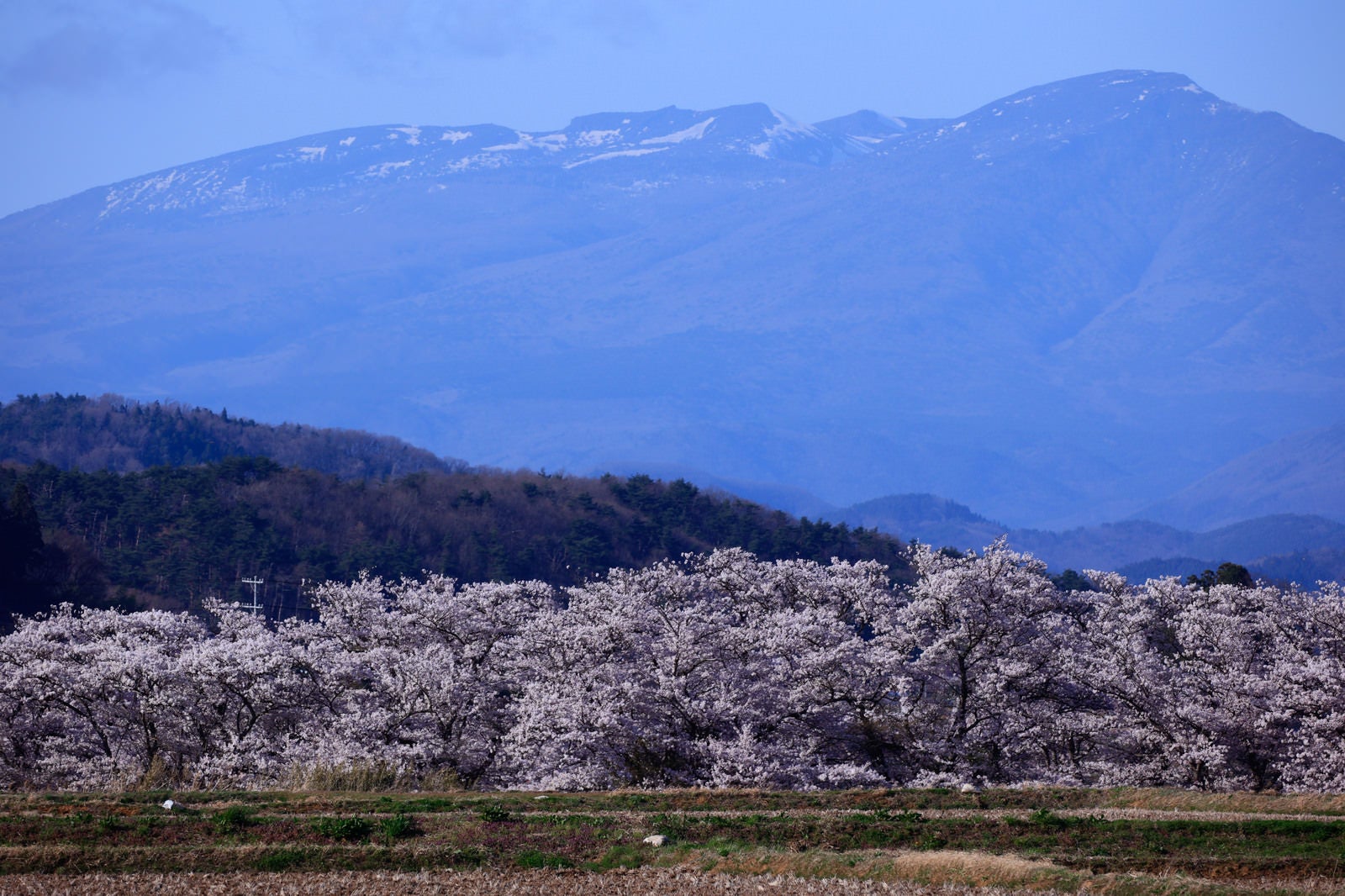 「残雪の山と笹原川の千本桜」の写真
