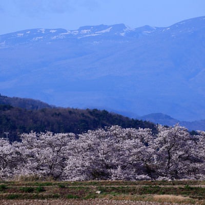 残雪の山と笹原川の千本桜の写真