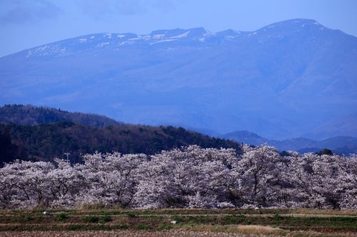 残雪の山と笹原川の千本桜の写真