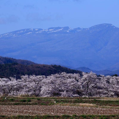 雪残る遠景の山と笹原川の千本桜の写真