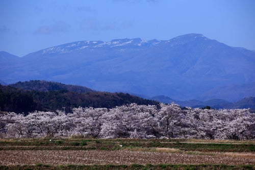 雪残る遠景の山と笹原川の千本桜の写真