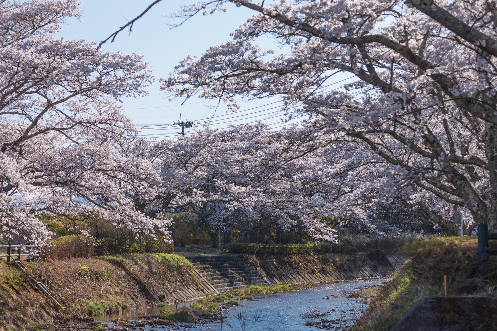 「川へ降りる石段と笹原川の千本桜」の写真
