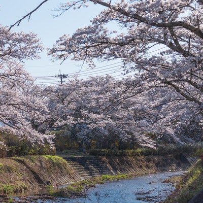 川へ降りる石段と笹原川の千本桜の写真