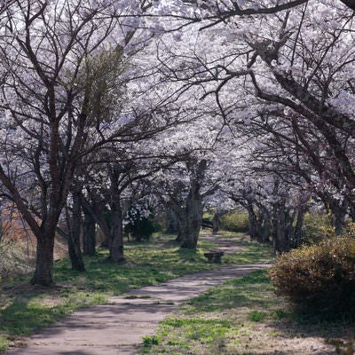 満開の笹原川千本桜の下に続く道の写真