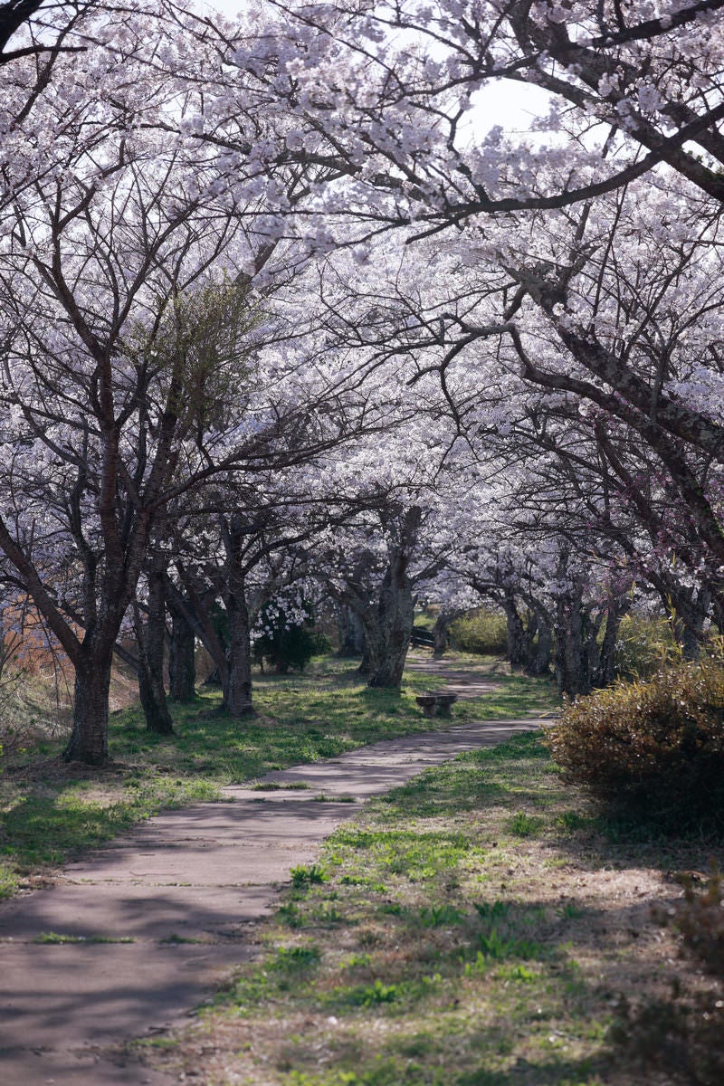 「満開の笹原川千本桜の下に続く道」の写真