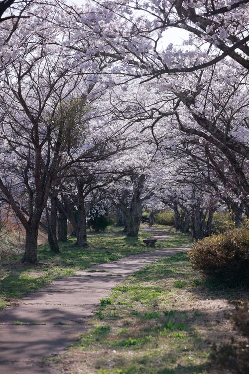 満開の笹原川千本桜の下に続く道の写真