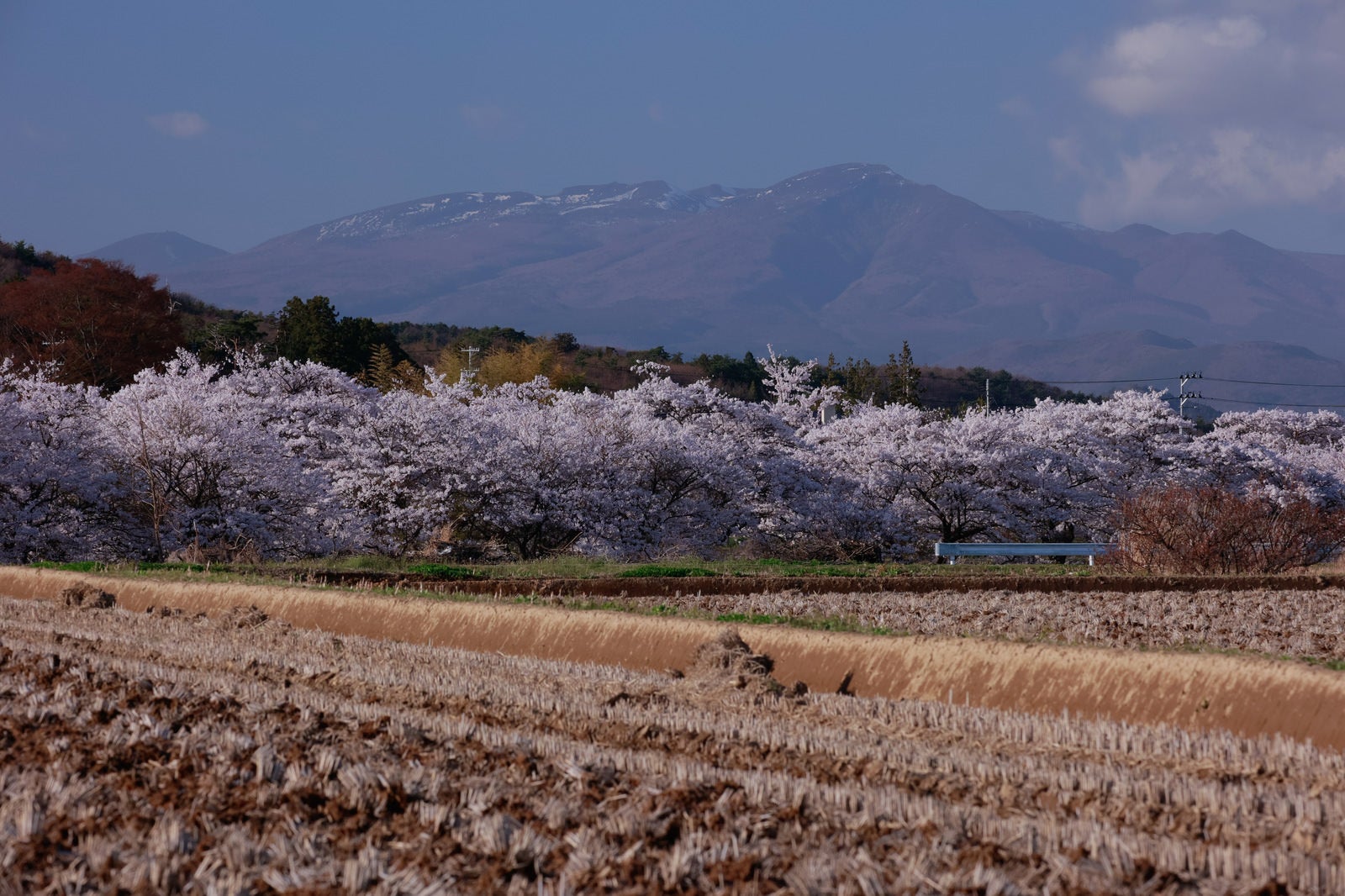 「田んぼの畔と桜並木（笹原川の千本桜）」の写真