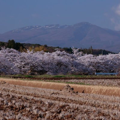 田んぼの畔と桜並木（笹原川の千本桜）の写真