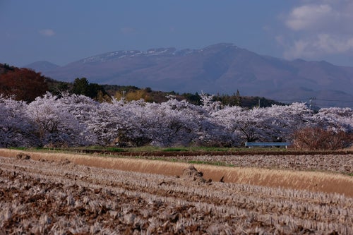 田んぼの畔と桜並木（笹原川の千本桜）の写真