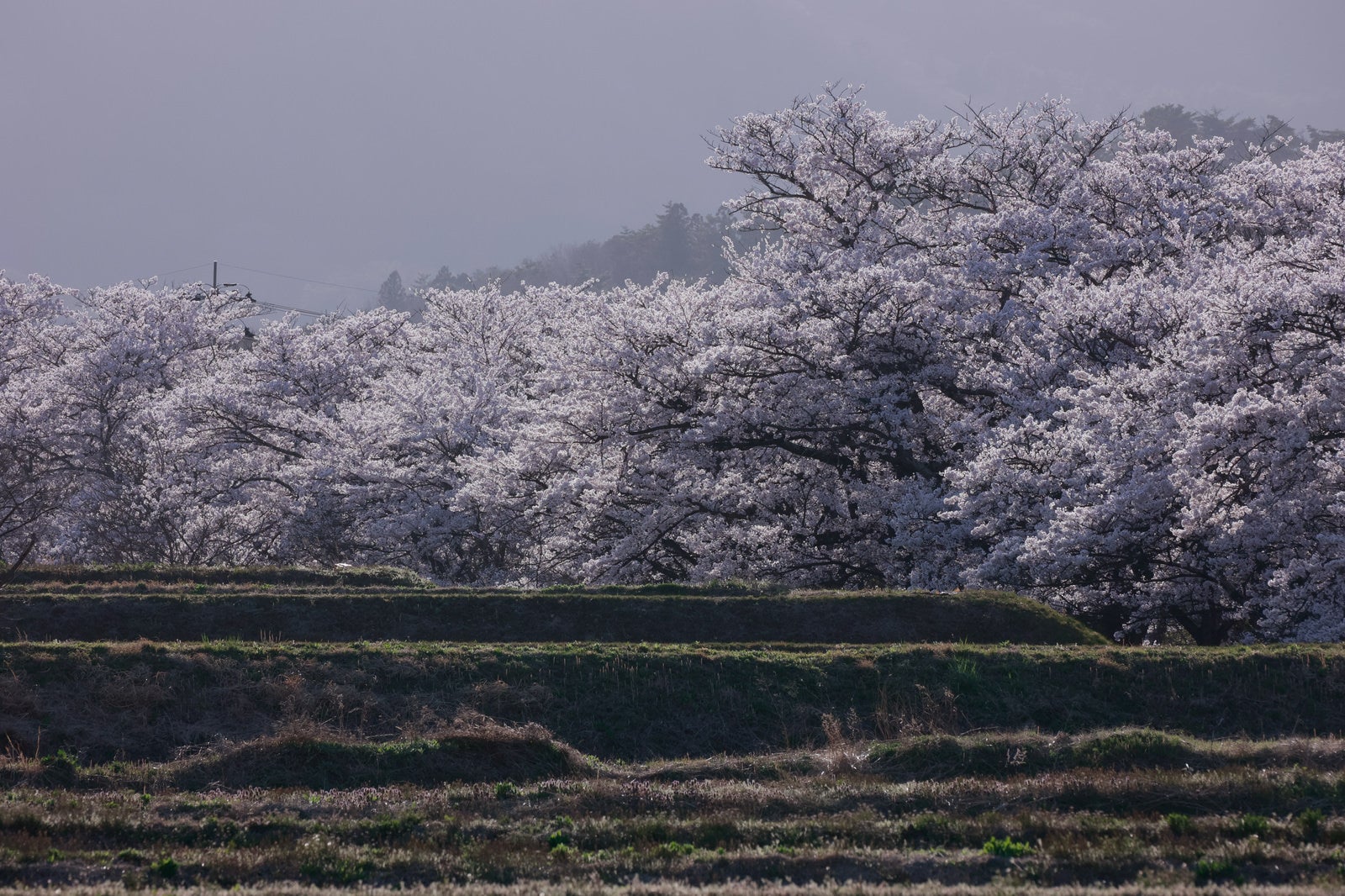 「満開爆発の笹原川の千本桜」の写真