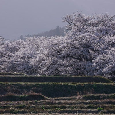 満開爆発の笹原川の千本桜の写真