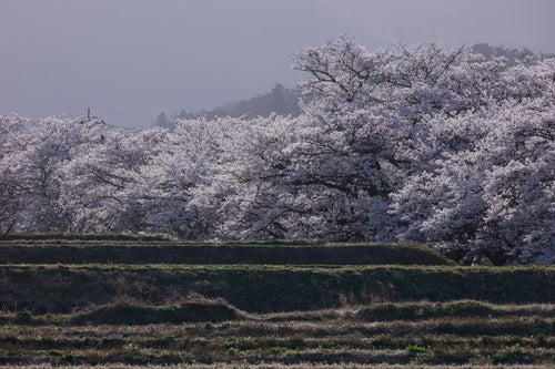 満開爆発の笹原川の千本桜の写真