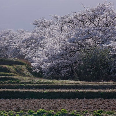 田沿いの桜並木（笹原川の千本桜）の写真