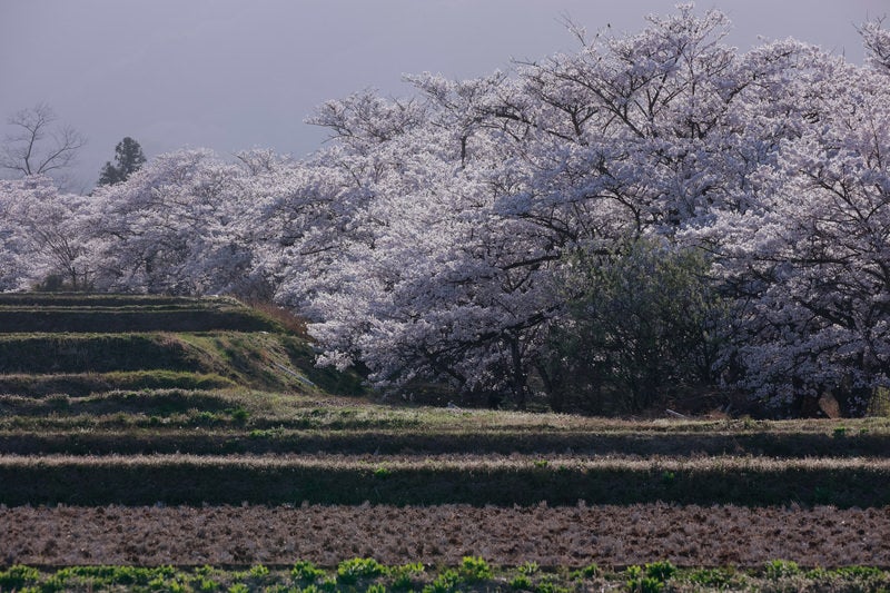 田沿いの桜並木（笹原川の千本桜）の写真