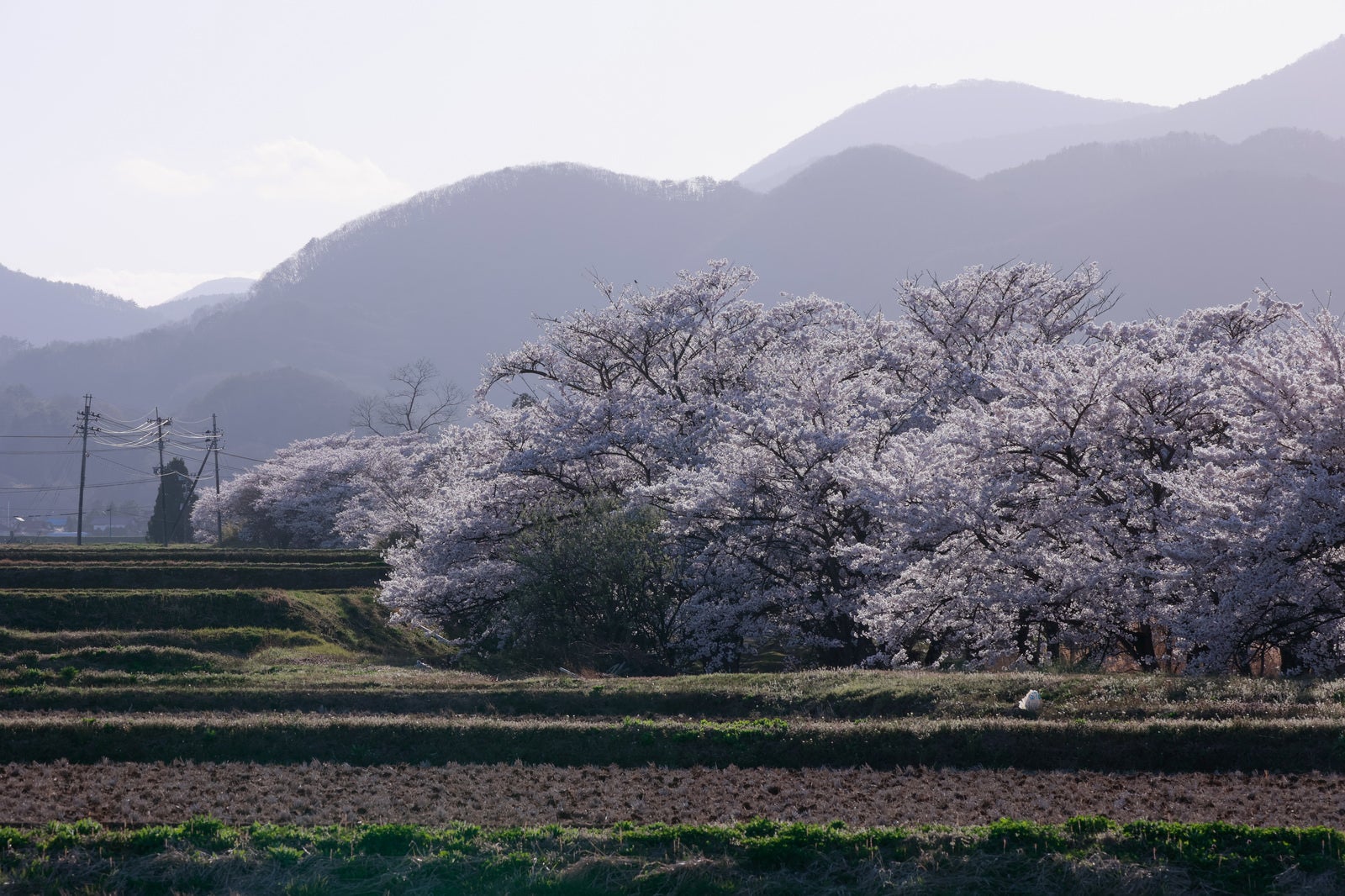 棚田越しに見える満開の桜並木と霞む山並みの春風景