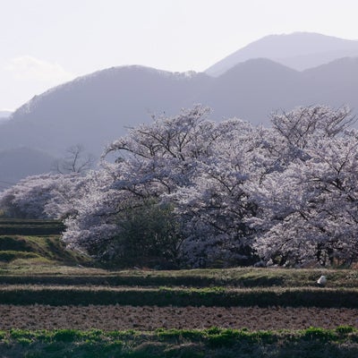 棚田から見る満開の桜並木（笹原川の千本桜）の写真