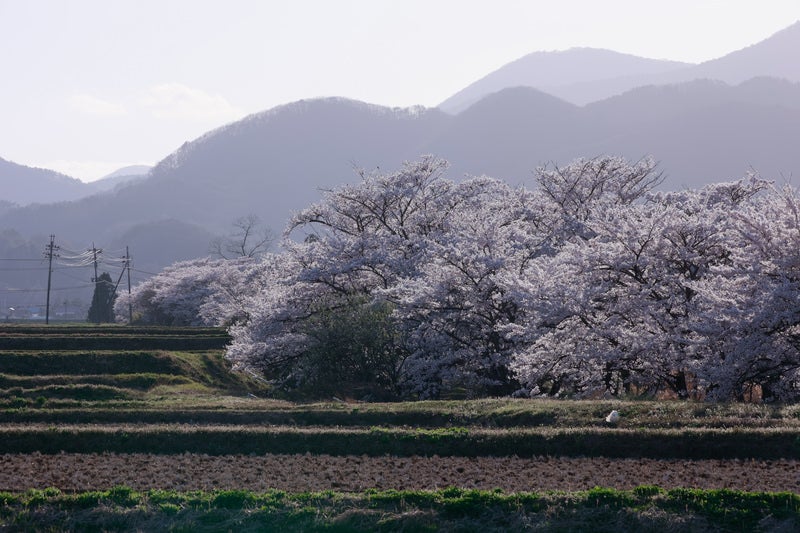 棚田から見る満開の桜並木（笹原川の千本桜）