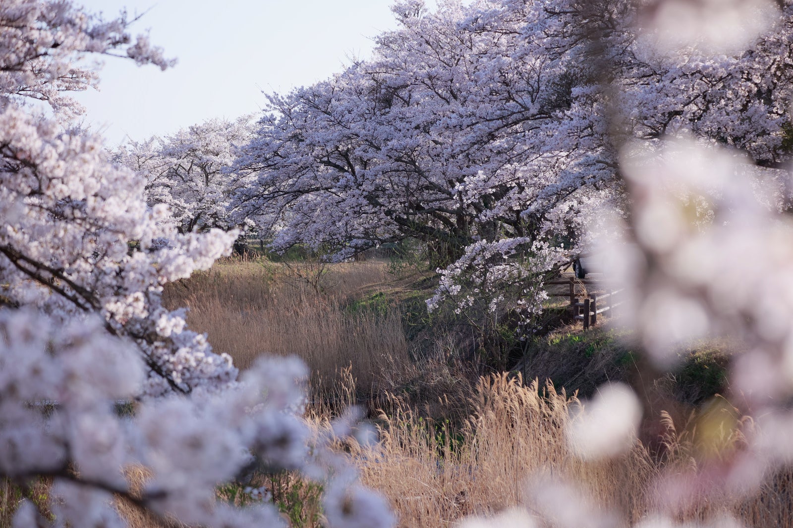 「満開の桜に包まれた立ち枯れのススキ（笹原川の千本桜）」の写真