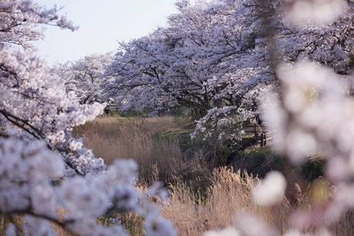 満開の桜に包まれた立ち枯れのススキ（笹原川の千本桜）の写真