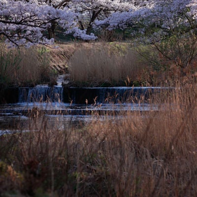 川沿いの枯れ葦と桜の写真