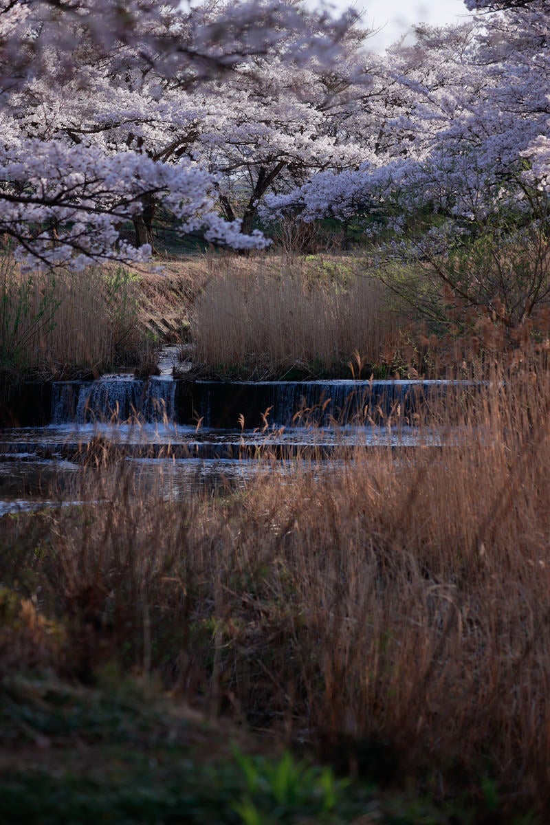 池の手前に枯れ葦、背景に満開の桜並木が広がる春の風景