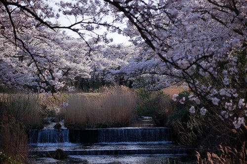 流れ落ちる川の水と笹原川の千本桜の写真