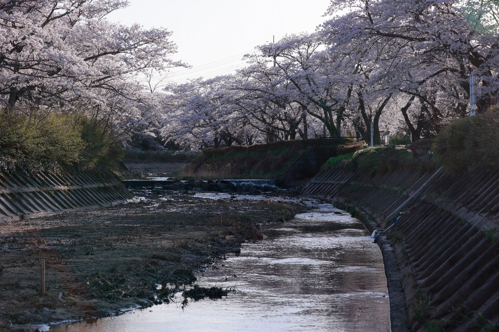 両岸から川に向かって垂れた満開の桜に囲まれた笹原川の上流景観