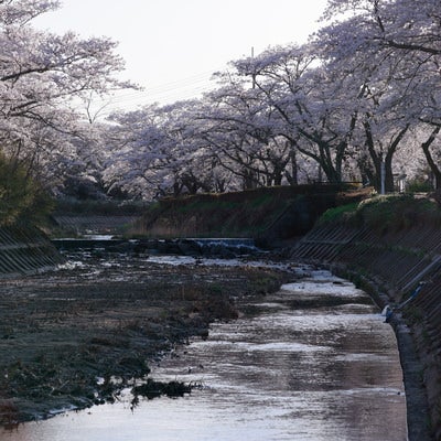笹原川の千本桜と川の流れの写真