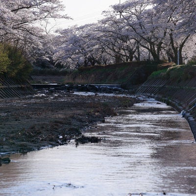 川沿いの桜並木が映える春の堤防風情の写真