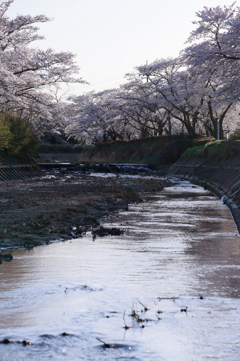 堤防沿いに咲く満開の桜並木と濁った河川の春景色